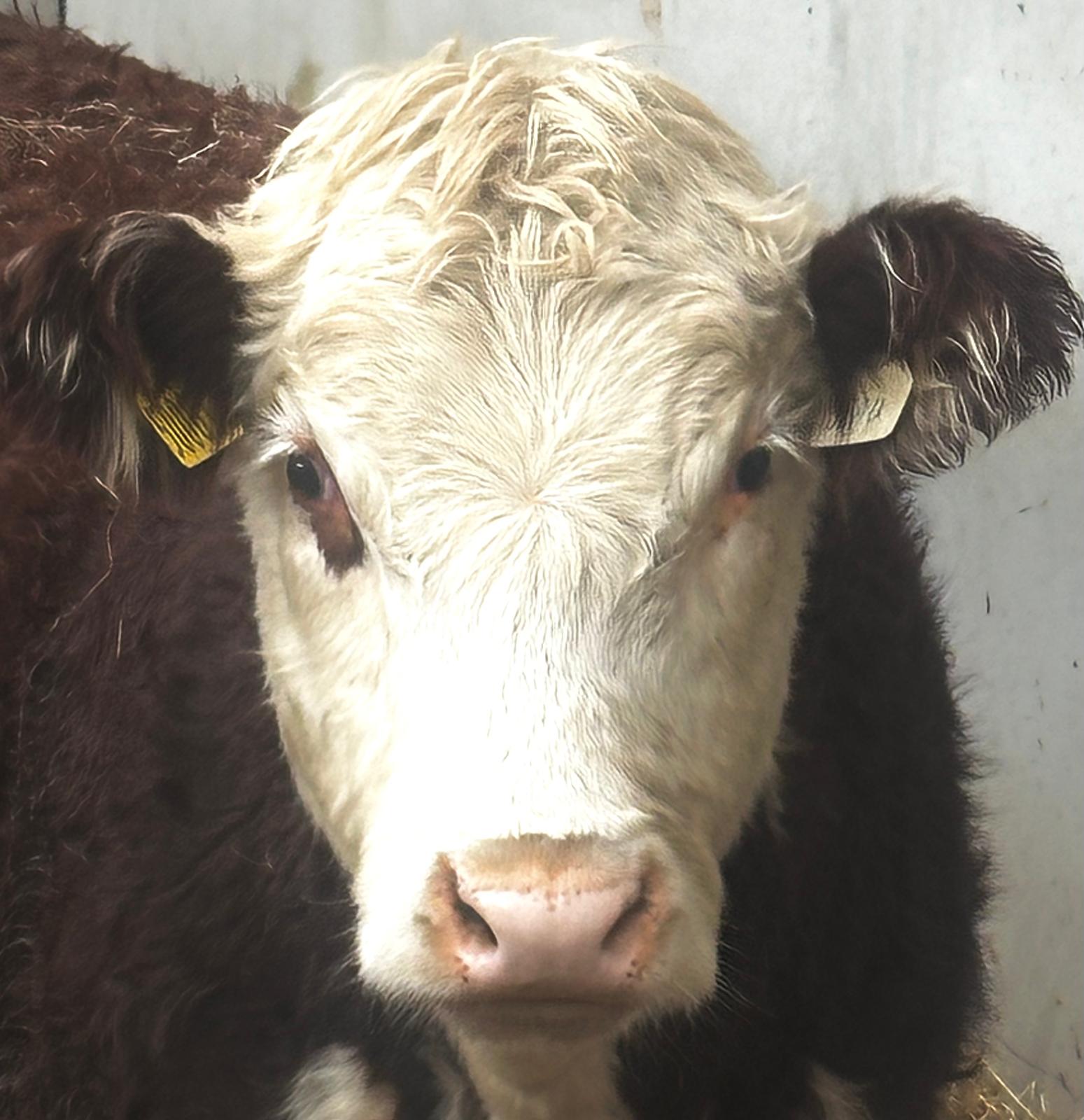 Meet The Moos Beau